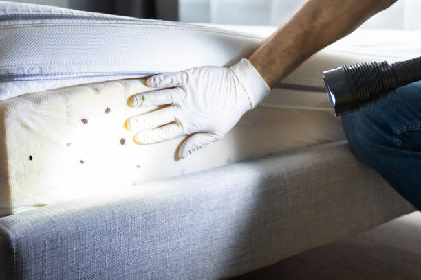 Best Affordable Pest Control Services  in Arlington Heights, IL