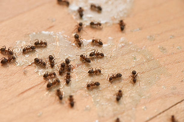 Best Exterminator Services  in Arlington Heights, IL