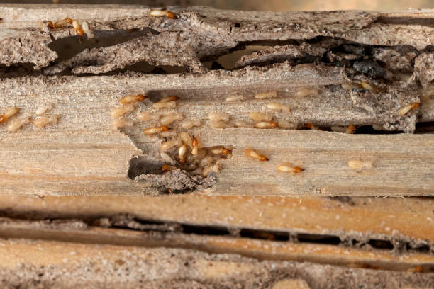 Spider Control Near Me in Arlington Heights, IL